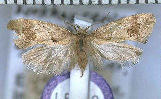 <i>Tingena penthalea</i> Species of moth, endemic to New Zealand