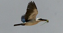 Todiramphus chloris -flying -lizard in beak-8 (cropped).jpg