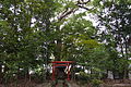 白髭神社と後背にクスノキ