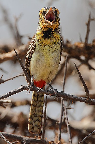 File:Trachyphonus darnaudii -Samburu National Reserve, Kenya-8.jpg