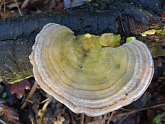 Trametes hirsuta - Wikimedia Commons