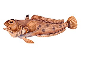 In the Antarctic, limited-range shallow-water species, like this emerald rockcod, are under threat.[48][49]
