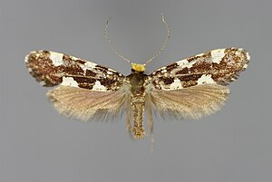 Triaxomera fulvimitrella E-MK-6-1133a.jpg