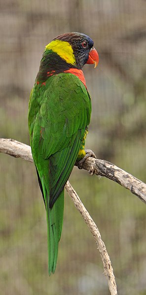 File:Trichoglossus forsteni -Cincinnati Zoo, Ohio, USA-8a (2).jpg