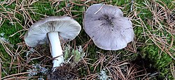 Triibuline heinik Tricholoma portentosum Foto: Sven Pruul