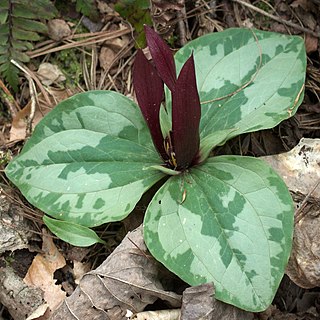 <i>Trillium decumbens</i> Species of flowering plant