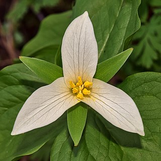 <i>Trillium ovatum</i> Species of flowering plant