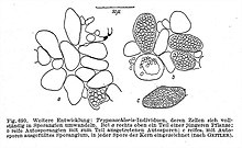 Trypanochloris can form more than 128 autospores from a single cell. Trypanochloris clausiliae fig.690.jpg