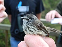 A tufted tit-tyrant, A. p. aequatorialis Tufted tit-tyrant right.jpg