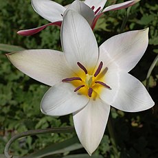Τριμερές άνθος της Tulipa clusiana (τα τρία σέπαλα ομοιάζουν με πέταλα).