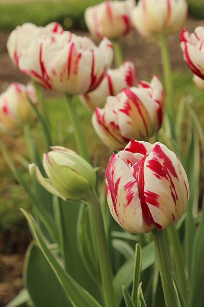 File:Tulipa Carneval de Nice.JPG