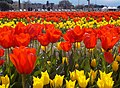 Tulips_in_Rome