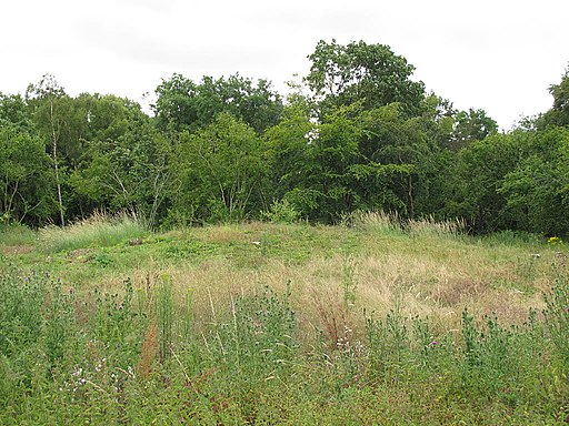 Tumulus within the southern part of Fargo Plantation - geograph.org.uk - 4307642