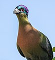 * Nomination Purple-crested turaco (Tauraco porphyreolophus), Kruger National Park, South Africa --Poco a poco 08:23, 28 October 2018 (UTC) * Promotion Good! -- Ikan Kekek 10:37, 28 October 2018 (UTC)