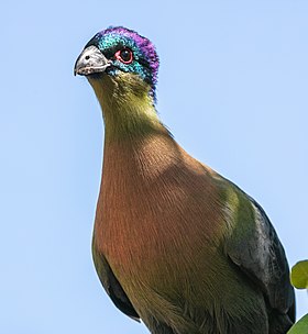 Turaco crestimorado (Tauraco porphyreolophus), parque nacional Kruger, Sudáfrica, 2018-07-26, DD 33.jpg