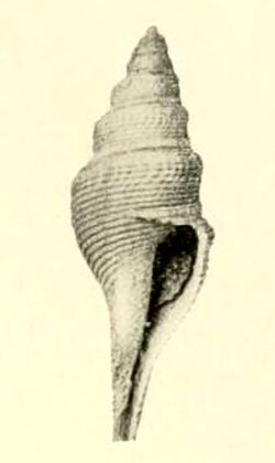 Turris pulchra 001.jpg