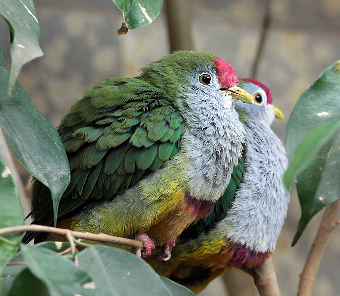 File:Two beautiful fruit doves.jpg