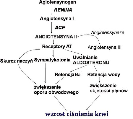 Układ renina–angiotensyna–aldosteron. Rola jaką odgrywa renina w regulacji ciśnienia.jpg