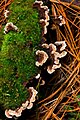 Unidentified, Marriott Falls Track, Mt Field National Park, Tasmania, Australia Camera data * Camera Canon EOS 400D * Lens Tamron EF 180mm f3.5 1:1 Macro * Flash Umbrella Above * Focal length 180 mm * Aperture f/11 * Exposure time 1/6 s * Sensivity ISO 100