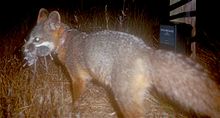 A nighttime shot of an island fox with three mice in its jaws Urocyon littoralis with prey*corrected*.jpg