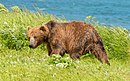 Ust-Bolsheretsky District, Kamchatka Krai, Rusland - panoramio (1) .jpg