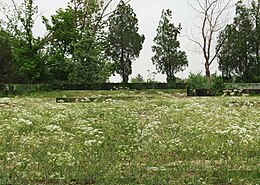 Φυτεία με Βούνιον το περσικόν (Bunium persicum), στο 4ο χρόνο ανάπτυξής τους, σε χωράφι του Μασχάντ, Ιράν.