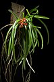 Vanda curvifolia