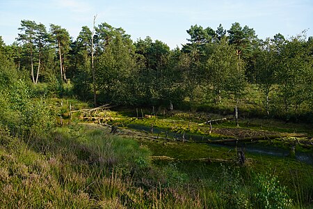 Verdener Moor