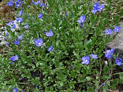 Veronica fruticans T69.1.jpg