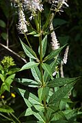 北美腹水草（Veronicastrum virginicum）的輪生葉序