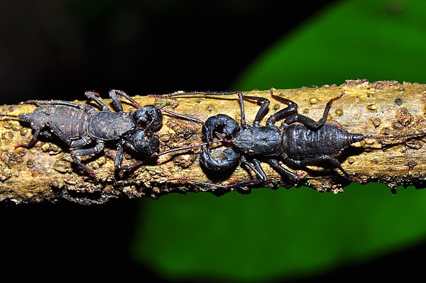 Courtship behavior of Thelyphonus sp.