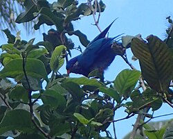 Vini Ultramarina - Ua Huka - Hane - Marquesas Islands.jpg