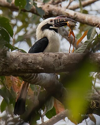 <span class="mw-page-title-main">Visayan hornbill</span> Species of bird