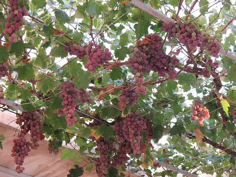 File:Vitis vinifera.jpg