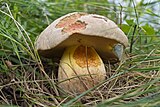 Boletus radicans