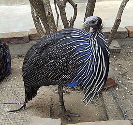 Цесарка (Acryllium vulturinum)