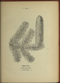 Plate 153 Abies pectinata