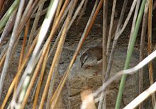 Namaqua warbler in typical habitat; dense cover in a Karoo watercourse Warbler Namaqua 2015 01 24.jpg