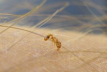 W. auropunctata biting a human Wasmannia.jpg