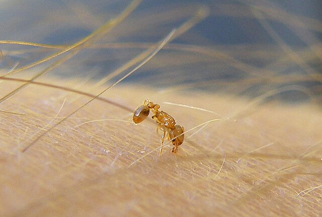 El bicho reina: la madre de todos los bichos y la mayor amenaza