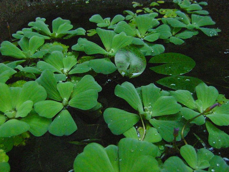 File:Water plant of bryophyta.jpg