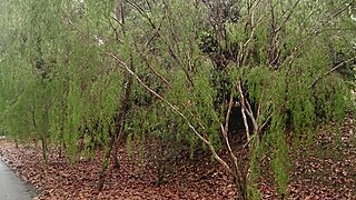 <i>Leptospermum madidum</i> Species of shrub