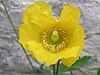 Welsh poppy Meconopsis cambrica.JPG