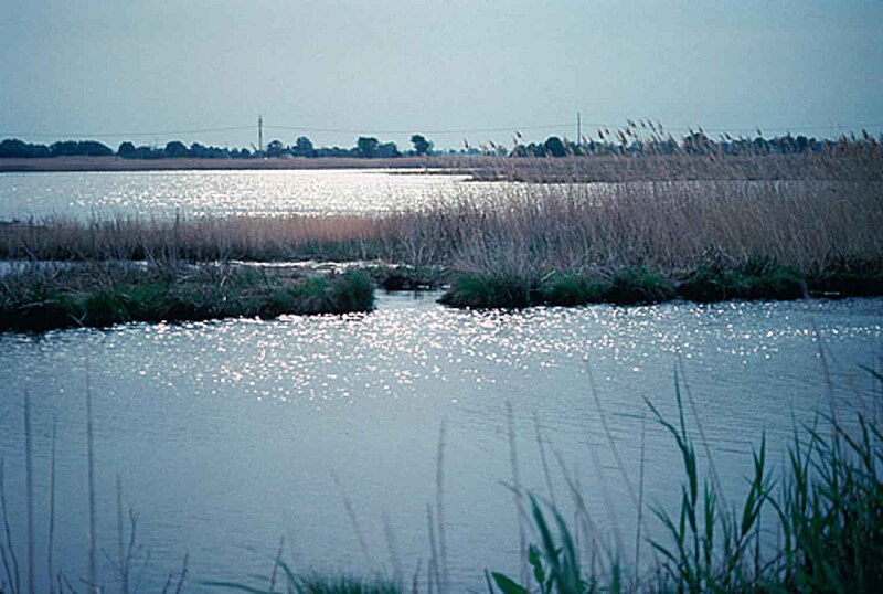 File:Wetlands delaware bay.jpg