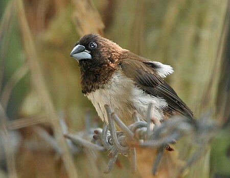 White-rumpedMunia (Lonchura striata)- acuticauda race preening after bath at Narendrapur W IMG 4248.jpg