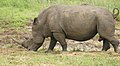 White Rhino (Ceratotherium simum) male ... (45838671625).jpg