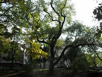 The protected ginkgo