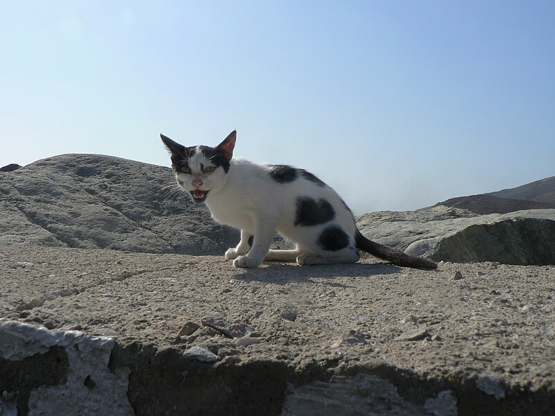 File:Wild Cat on Serifos.jpg