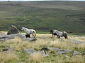 Ponies on Little Mis Tor