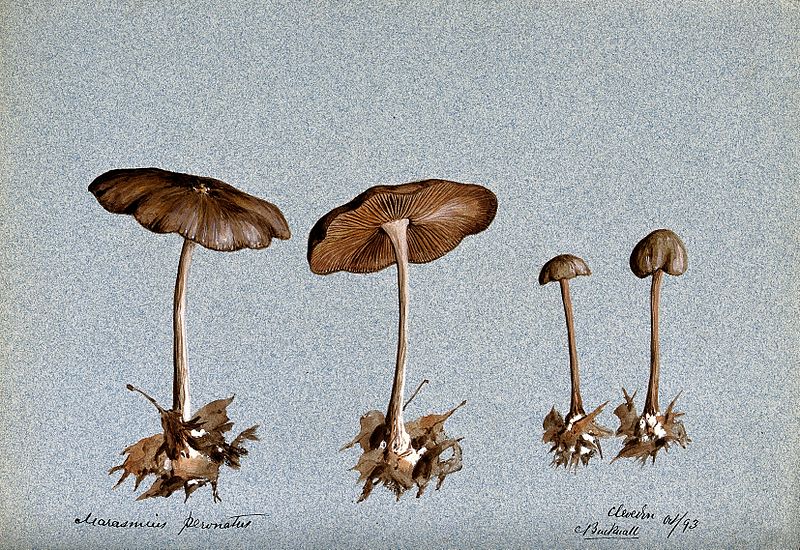 File:Wood woolly foot mushroom (Collybia peronata); four fruiting Wellcome V0043400.jpg